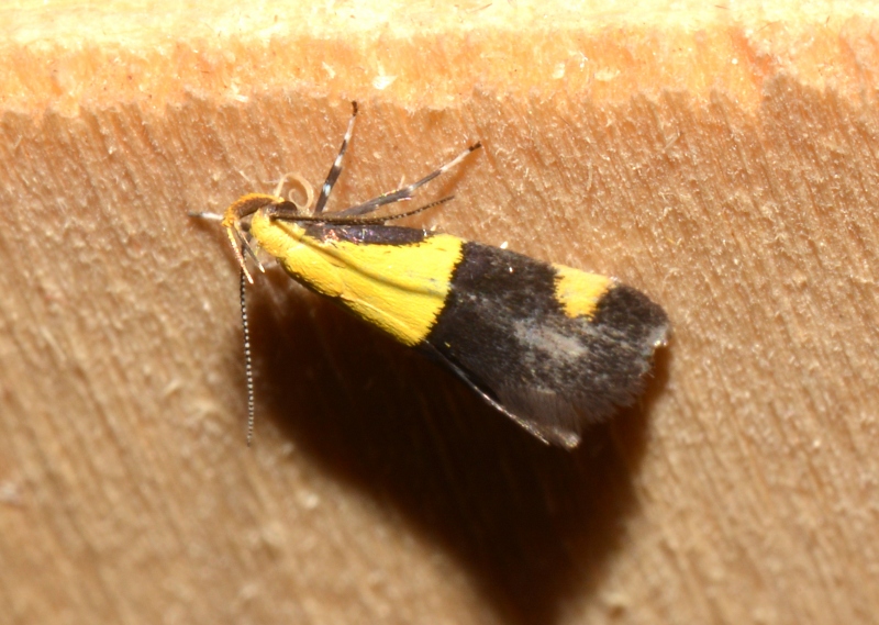 Oecophora bractella